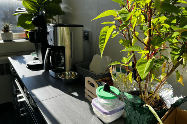 Kitchen countertop with a coffee maker, potted plants, and containers.